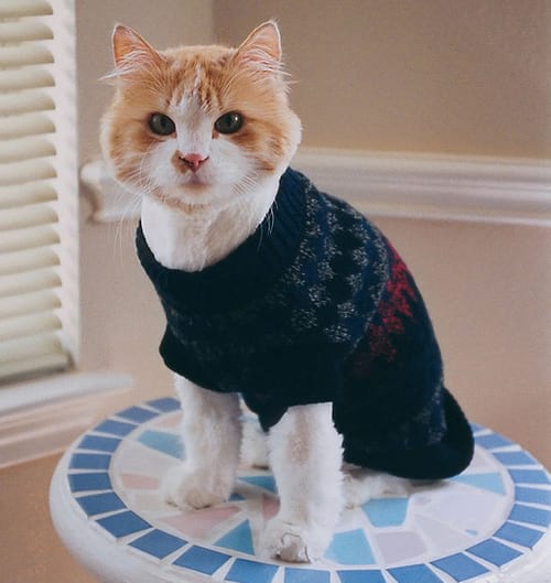 Chat clair avec un pull en laine noir avec quelques motifs