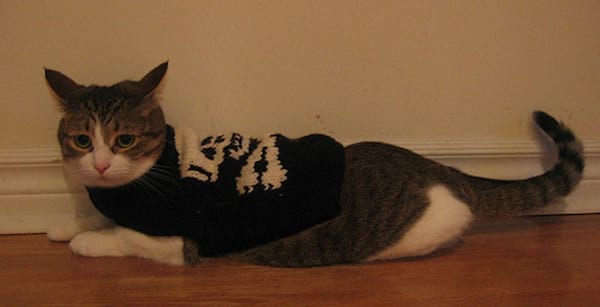 Chat couché avec un pull noir avec des motifs blanc