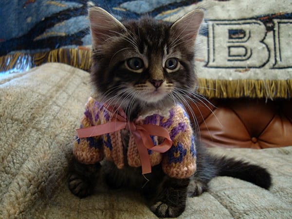 Chat gris avec un gilet rose en laine