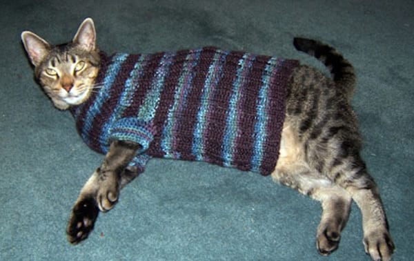 Chat gris couché avec un pull à bandes en laine