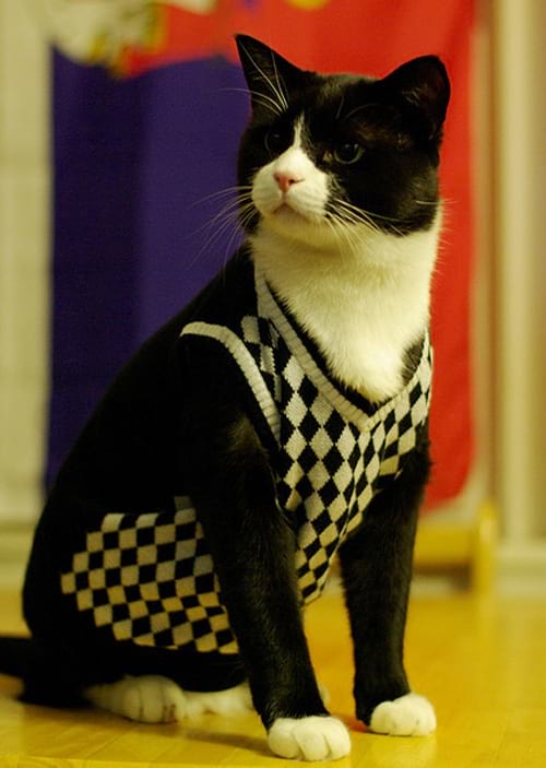 Chat noir et blanc avec un pull en laine à carreaux