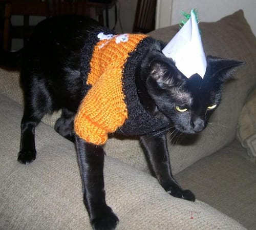 Chat noir avec un pull orange en laine