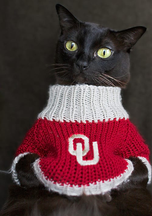 Chat avec les yeux verts vêtue d'un pull rouge et blanc