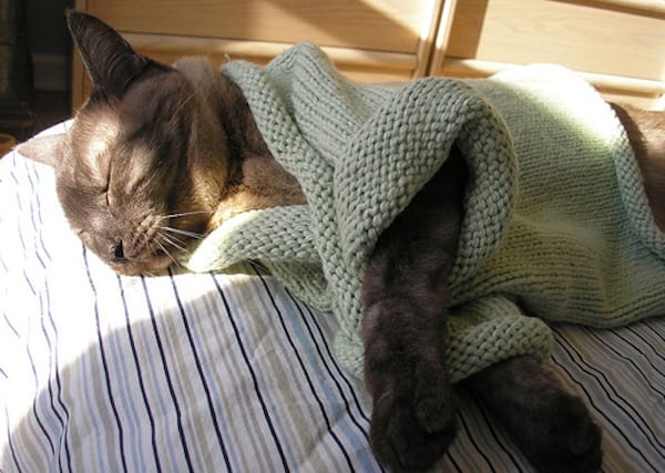 Chat qui dort avec un pull vert en laine