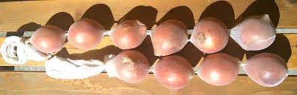 bulbe fleurs rangés dans un collant