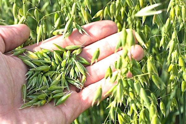 Une main qui tient des grains d'avoine dans un champ.
