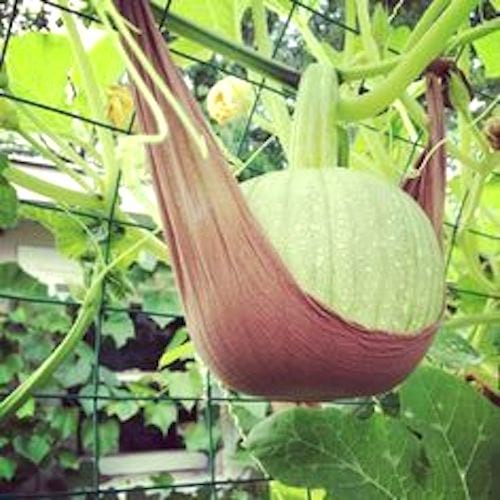 collant pour soutenir un fruit trop lourd