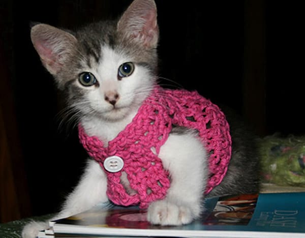 Petit chat avec un gilet rose en laine