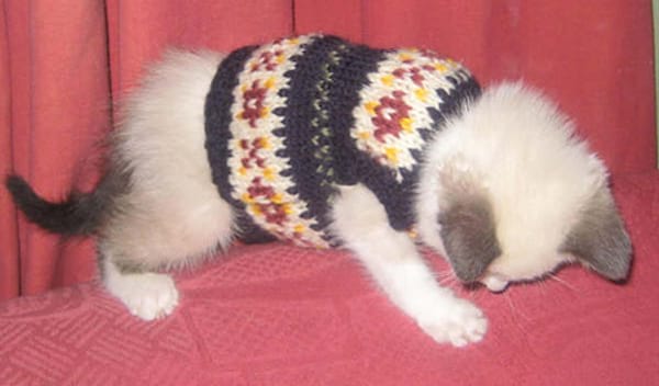 Petit chat blanc avec un pull en laine