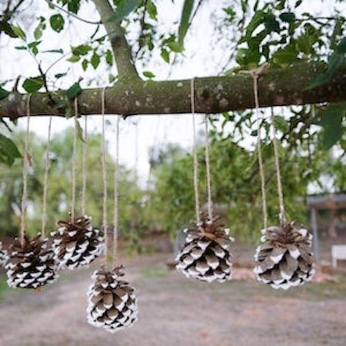 Plusieurs pomme de pin suspendus à un arbre