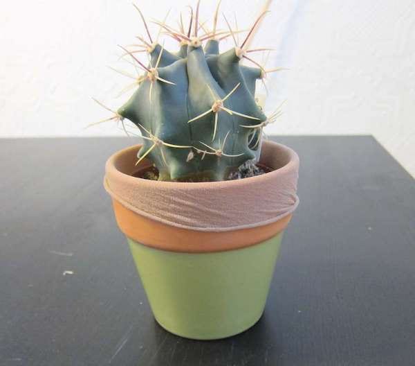 collant dans un pot de fleurs pour retenir la terre