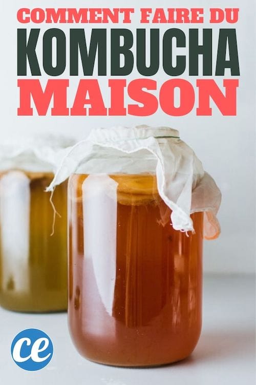 La Recette Facile Du Kombucha Fait Maison (Seulement 4 Étapes).