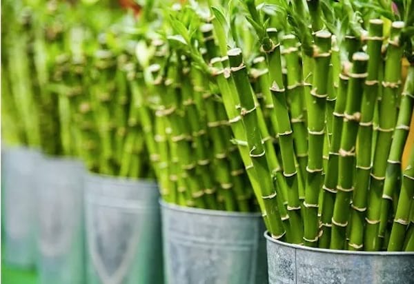 tige de bambou dans un seau en métal
