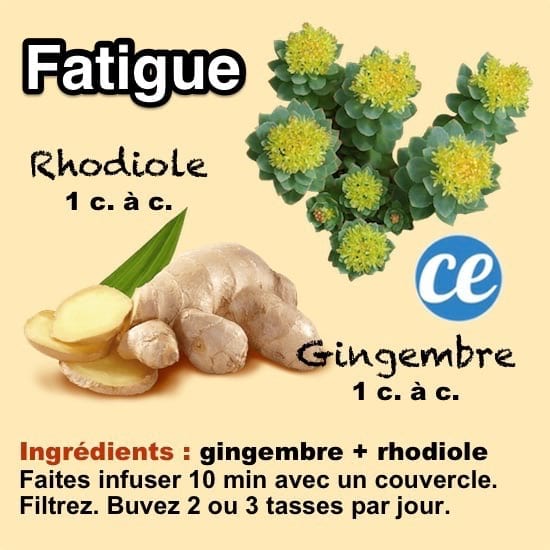 Remède naturel pour lutter contre la fatigue avec une infusion de gingembre et de radiole