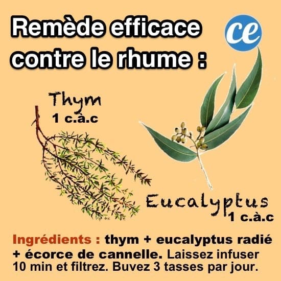 Remède naturel au thym et à l'eucalyptus pour soigner le rhume