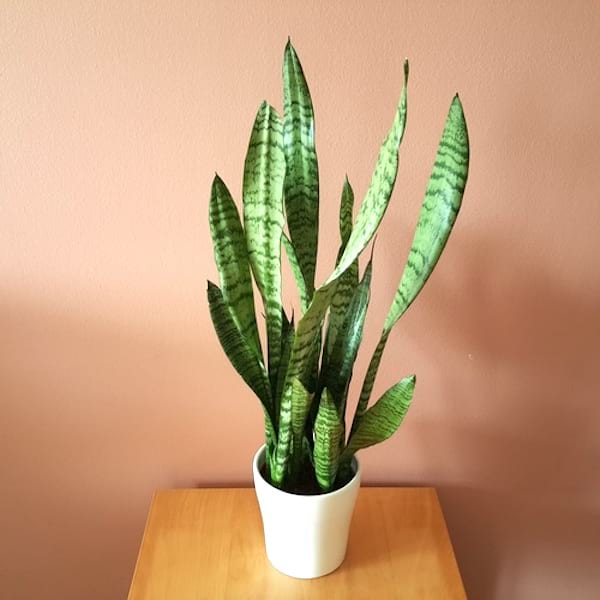 plante langue de belle mère dans un pot