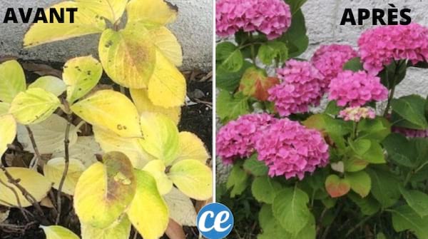 hydrangea with yellow leaves on the left and flowering hydrangeas on the right
