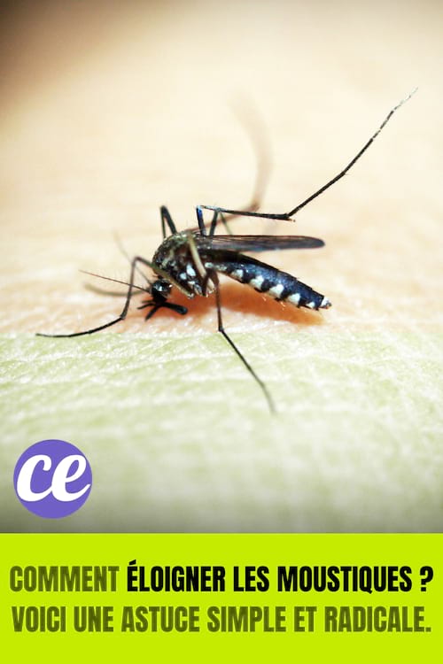 Moustique sur humain : Comment éloigner les moustiques ? Voici une astuce simple et radicale.
