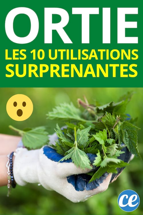 Les 10 Utilisations de l’Ortie Que Tout le Monde Devrait Connaître.