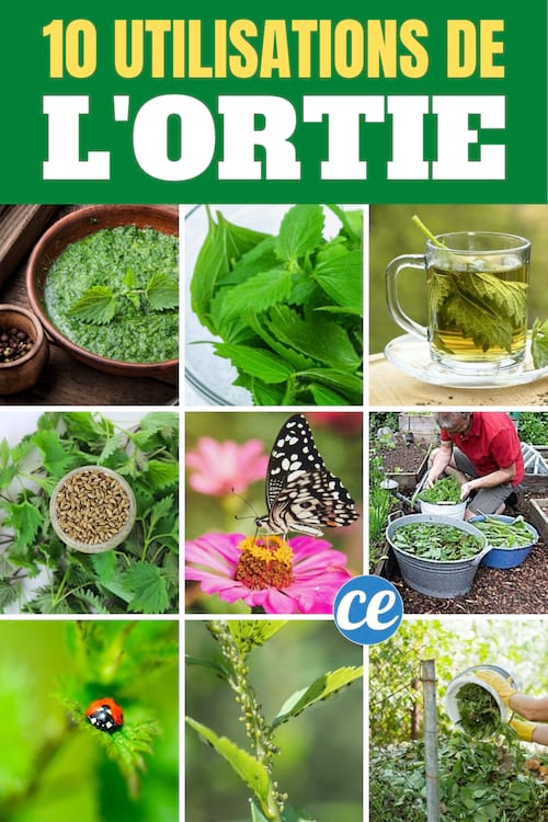 Les 10 Utilisations de l’Ortie Que Tout le Monde Devrait Connaître.