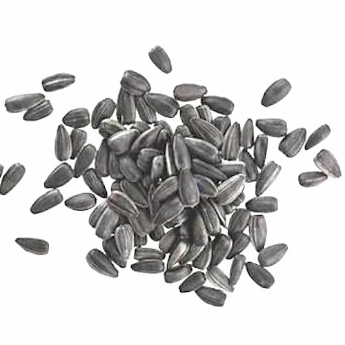 Des graines de tournesol sur fond blanc.