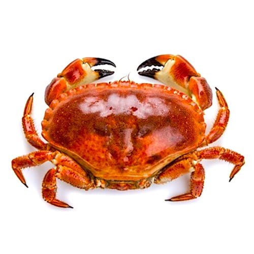 Un crabe rouge sur fond blanc.
