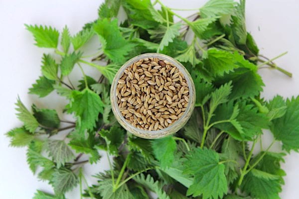 Des orties pour faire de la bière maison