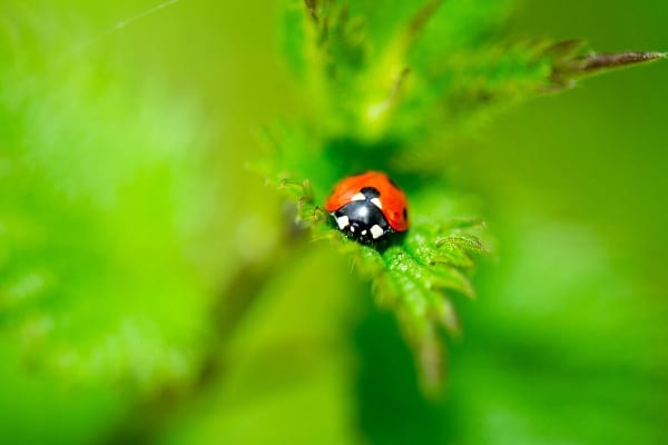 une coccinelle sur des orties