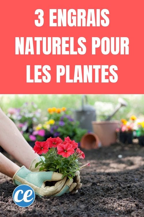 Une personne qui plante des fleurs dans un jardin