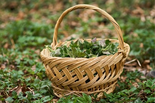 Un panier en osier avec des orties dedans