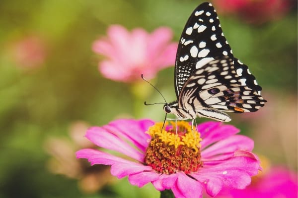 Un papillon sur une fleur rose
