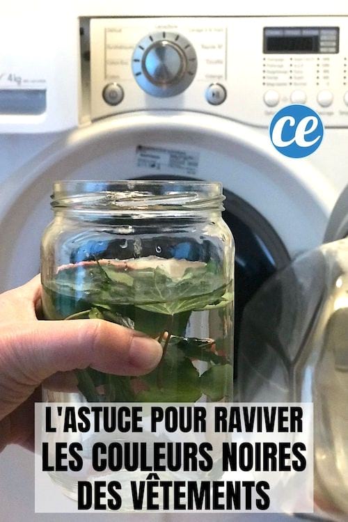 une décoction de lierre pour raviver la couleur des vêtements noirs délavés