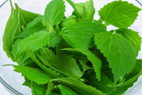 Des orties fraîches dans un bol en verre