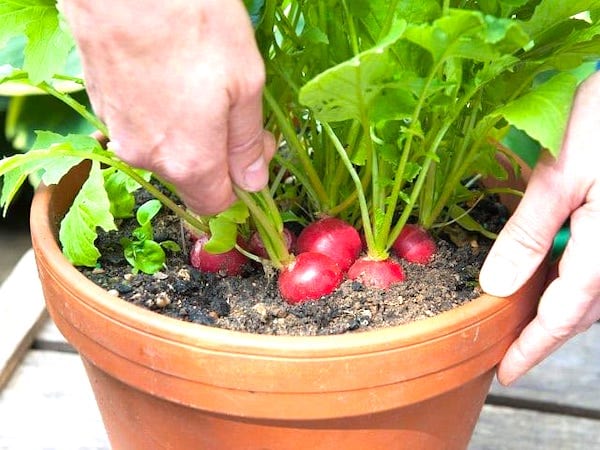 Des mains qui récoltent des radis en pot.