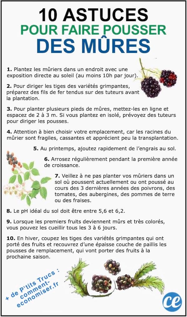 Les 10 astuces de maraîcher pour faire pousser de belles MÛRES.