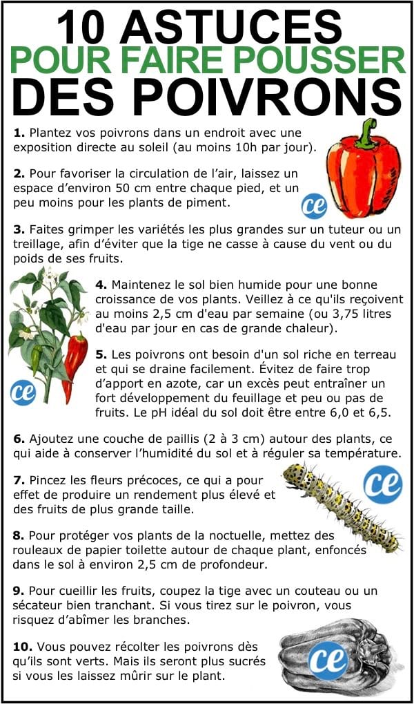 Les 10 astuces de maraîcher pour faire pousser de beaux POIVRONS.