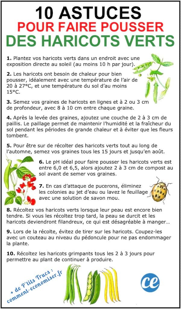 Les 10 astuces de maraîcher pour faire pousser de beaux HARICOTS.