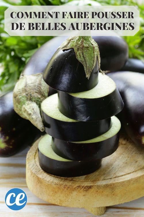 10 Astuces de Maraîcher pour Faire Pousser de Belles AUBERGINES.