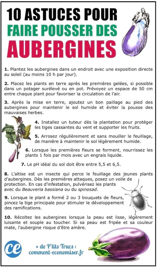 Les 10 astuces de maraîcher pour faire pousser de belles AUBERGINES.