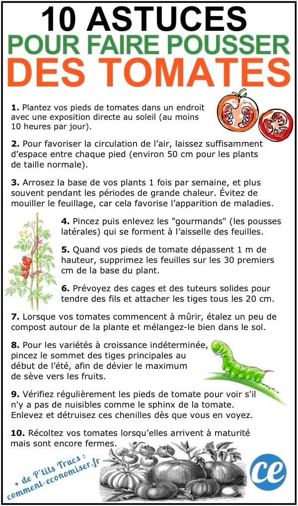 Les 10 astuces de maraîcher pour faire pousser de belles TOMATES.
