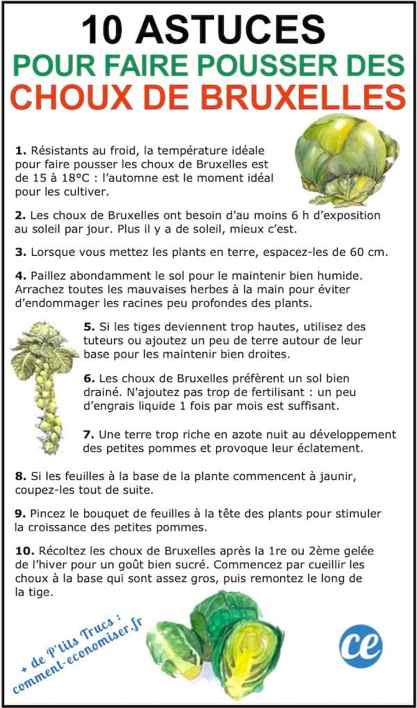 Les 10 astuces de maraîcher pour faire pousser de beaux CHOUX DE BRUXELLES.