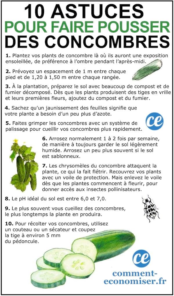 Les 10 astuces de maraîcher pour faire pousser de beaux CONCOMBRES.