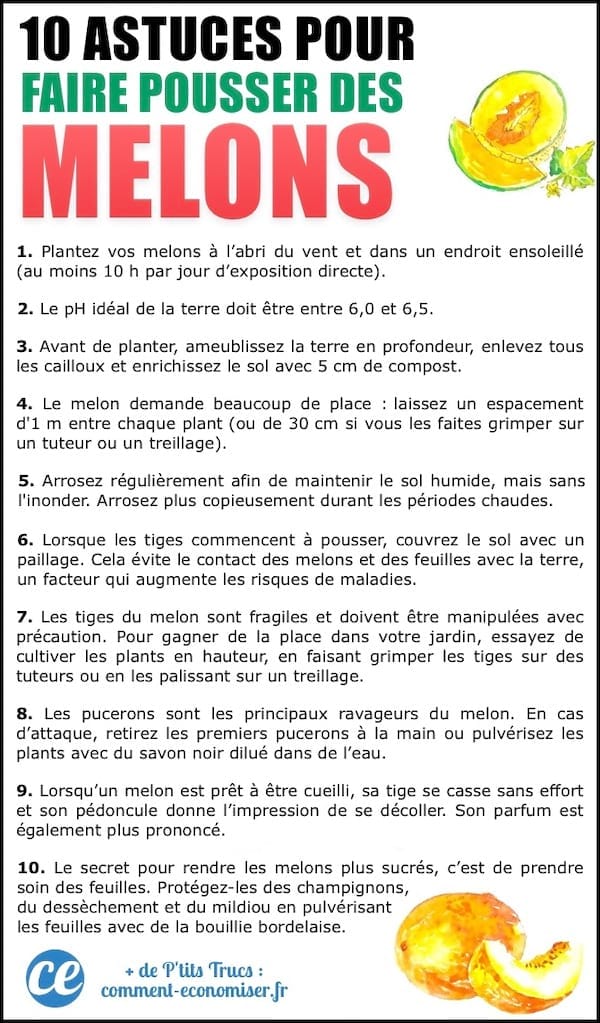 Les 10 astuces de maraîcher pour faire pousser de BEAUX MELONS.