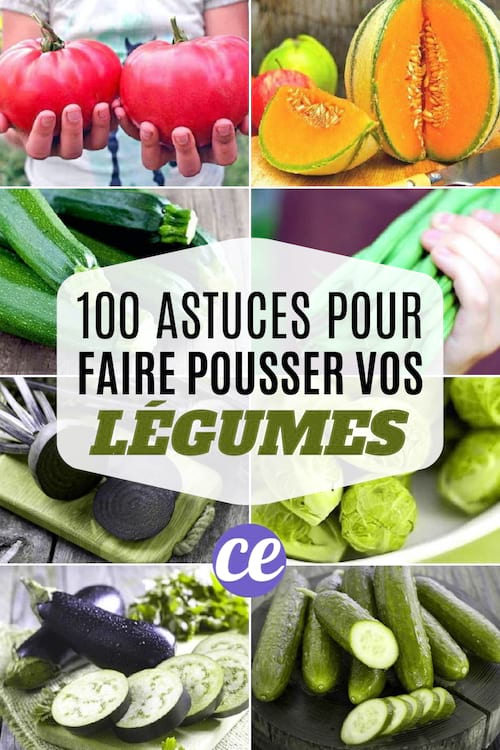 100 astuces potager pour faire pousser de beaux légumes