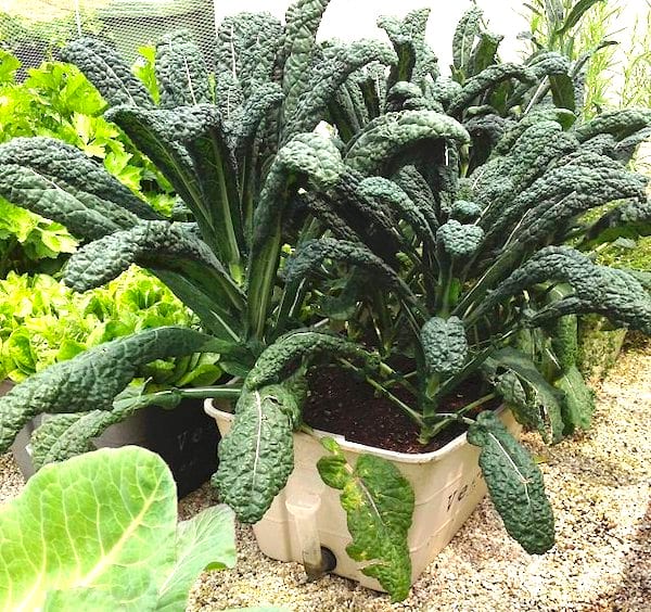 Du chou kale qui poussent en pot sur une terrasse.