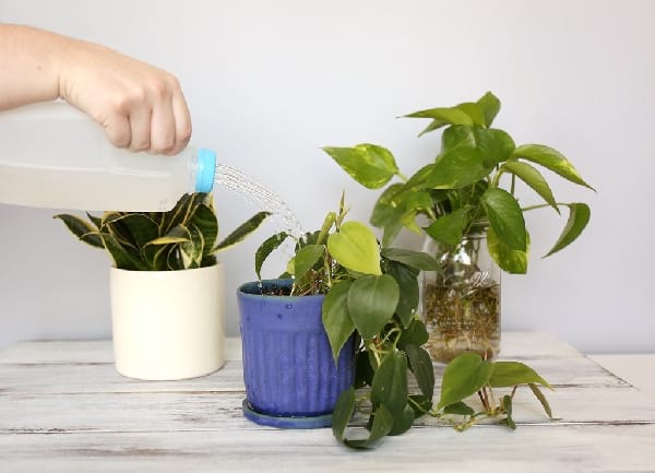 arrosoir bidon pot fleur