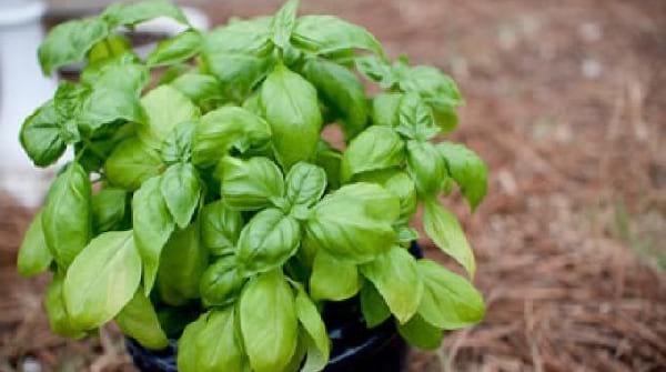 astuce-naturelle-chasser-mouche