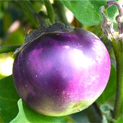 Aubergine 'Ronde de Valence' dans un jardin.
