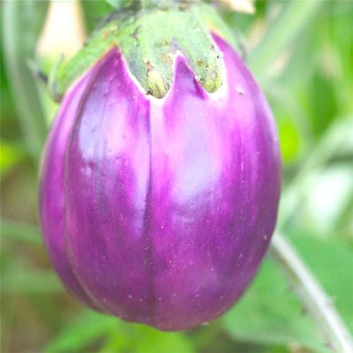 Aubergine 'Violette de Florence' dans un jardin.