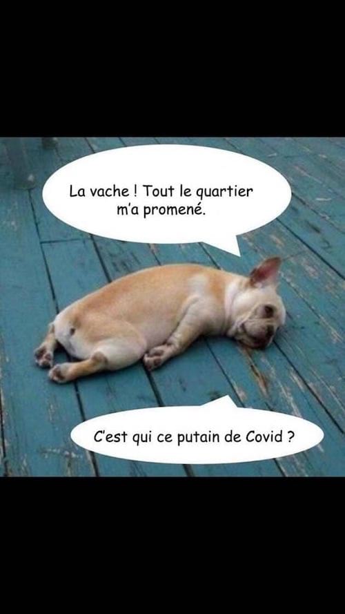 Blague sur un chien épuisé pendant le confinement